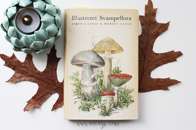 bujo october facebook8